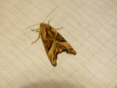 Wzwz butterfly b4