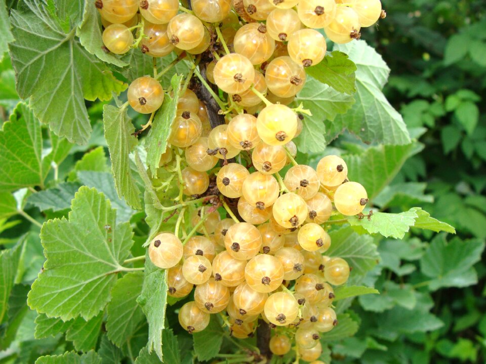 Closeup garden a bunch of