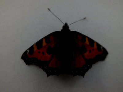 Wzwz butterfly a4