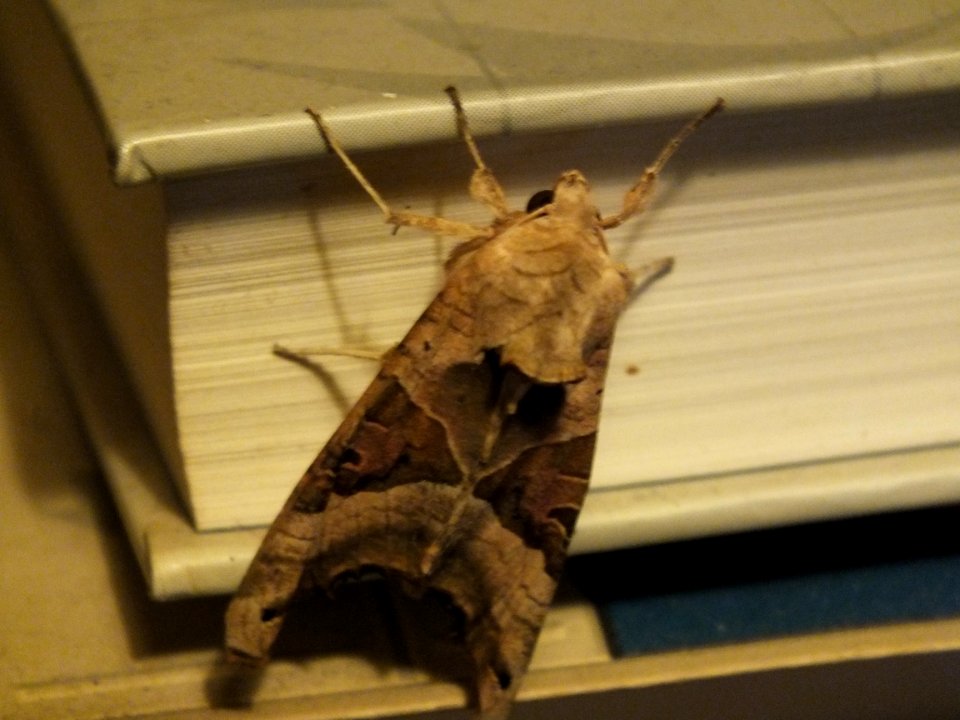 Wzwz butterfly b3