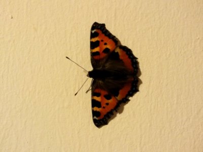 Wzwz butterfly a3