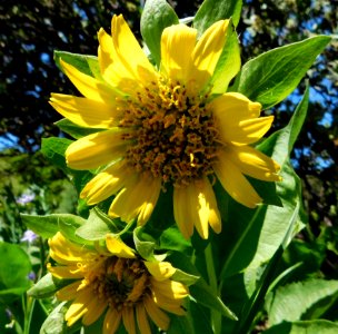 Wyethia angustifolia