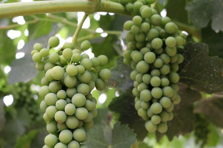 Green syrah grapes vine