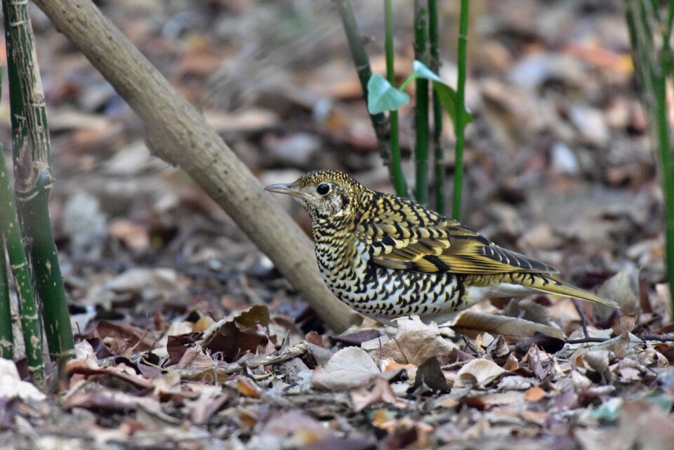 Wild animals bird thrush