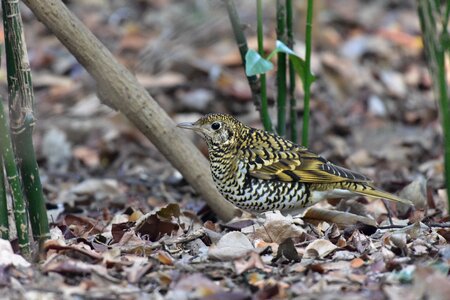 Wild animals bird thrush