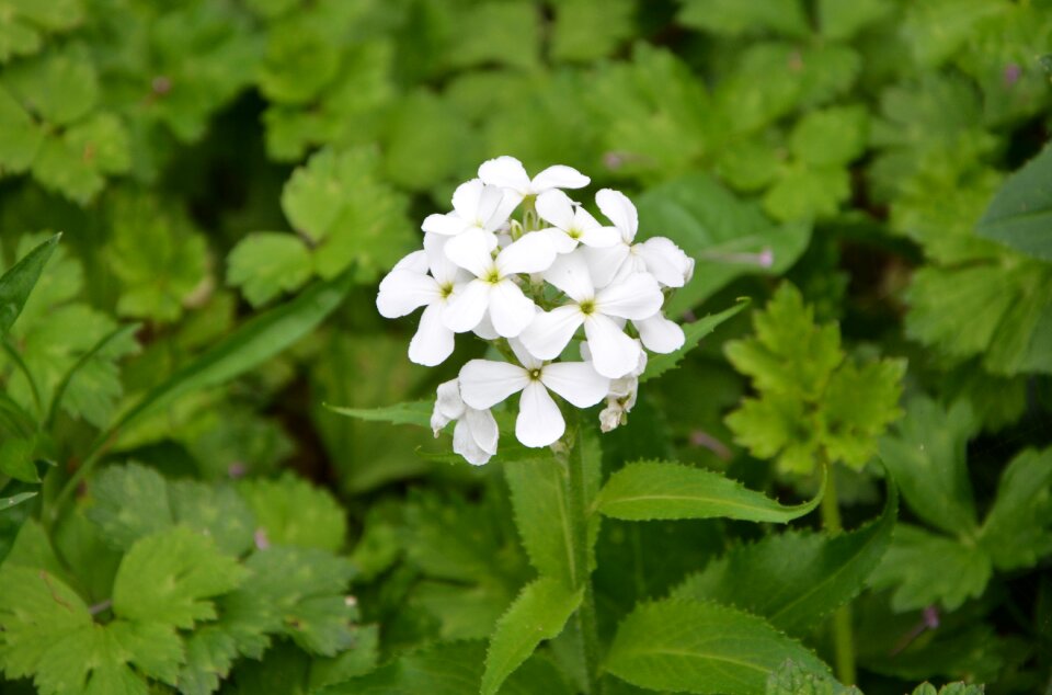 Green leaves summer flowers blossomed