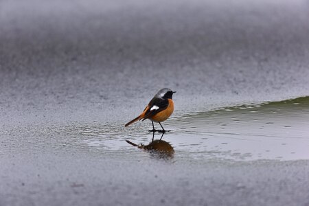 Winter sleet a key