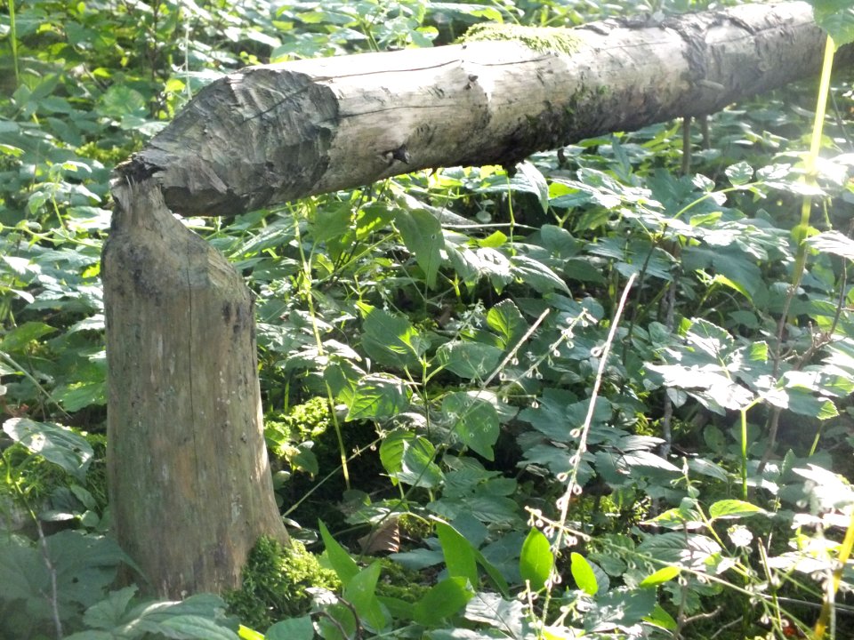 Wzwz Kalterbach 03b