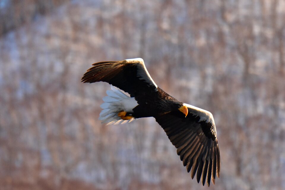 Eagle natural steller