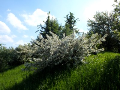 Wzwz flower u03a