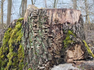 Wzwz fungus u02d