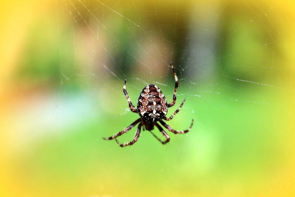 Spider's web insect nature