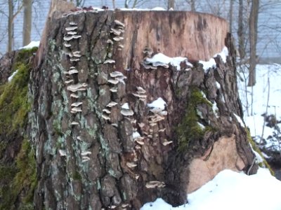 Wzwz fungus u02c