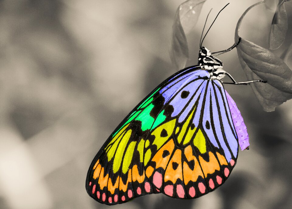 Animal wings leaf