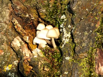 Wzwz fungus u01