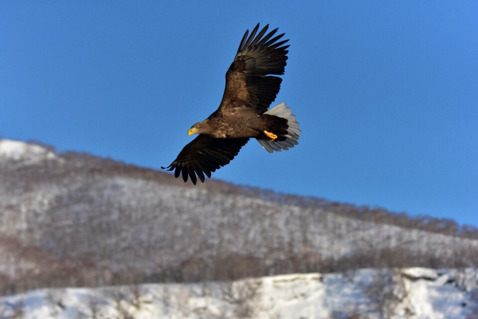 Sky wild animals bird