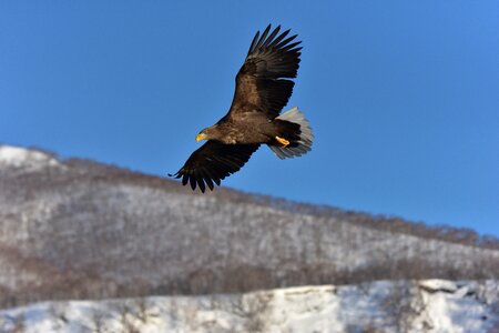 Sky wild animals bird