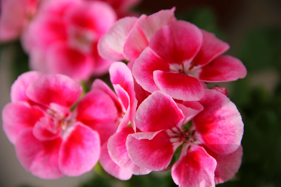 Geraniums nature plant