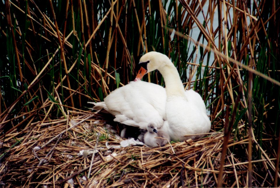 Wzwz munich westpark swans