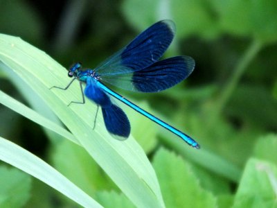 Wzwz Libelle 07c