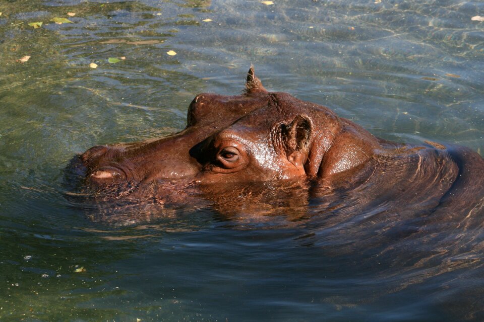 Wildlife hippopotamus animal