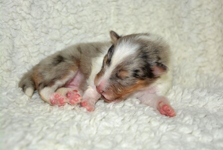 Shetland sheepdog bitch storm blue domestic animal