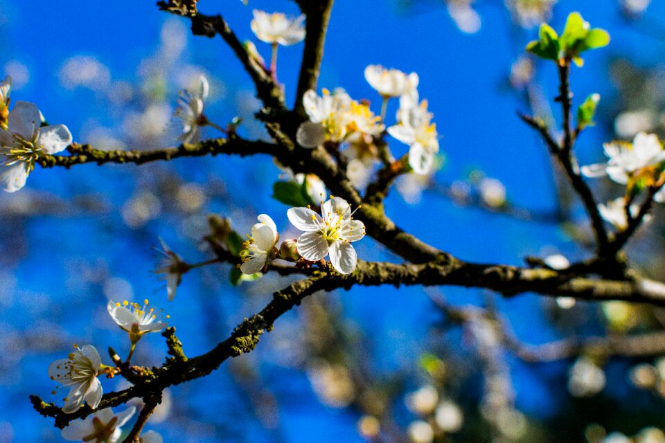 Flower season nature