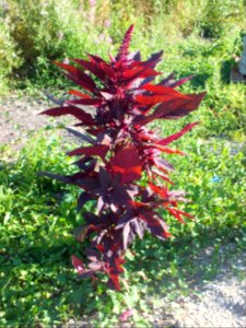 Wzwz nmk bp T 2016 08 a