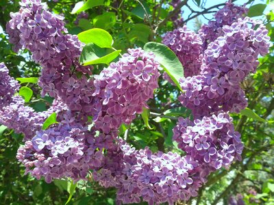 Spring nature without
