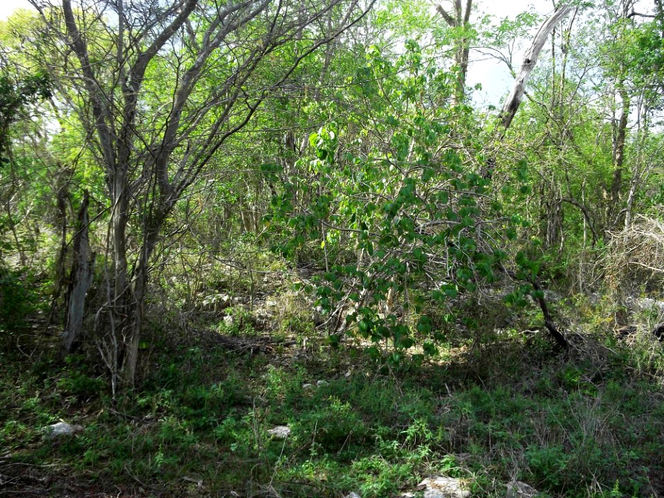 Xtobó, Yucatán (03)