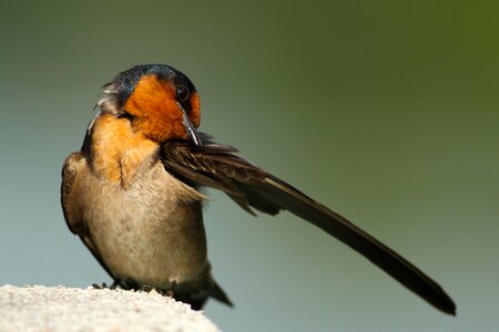 Grooming bokeh animal photo