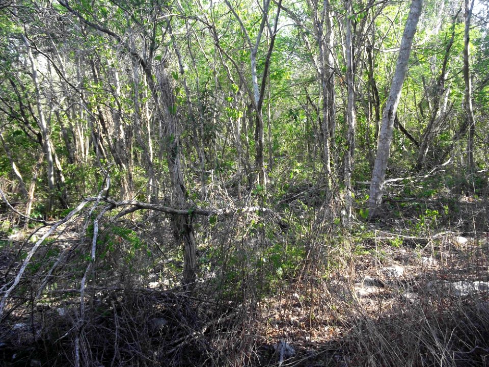 Xtobó, Yucatán (28)