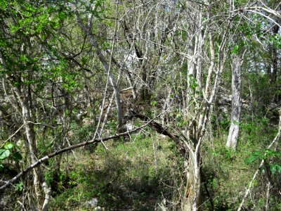 Xtobó, Yucatán (06)