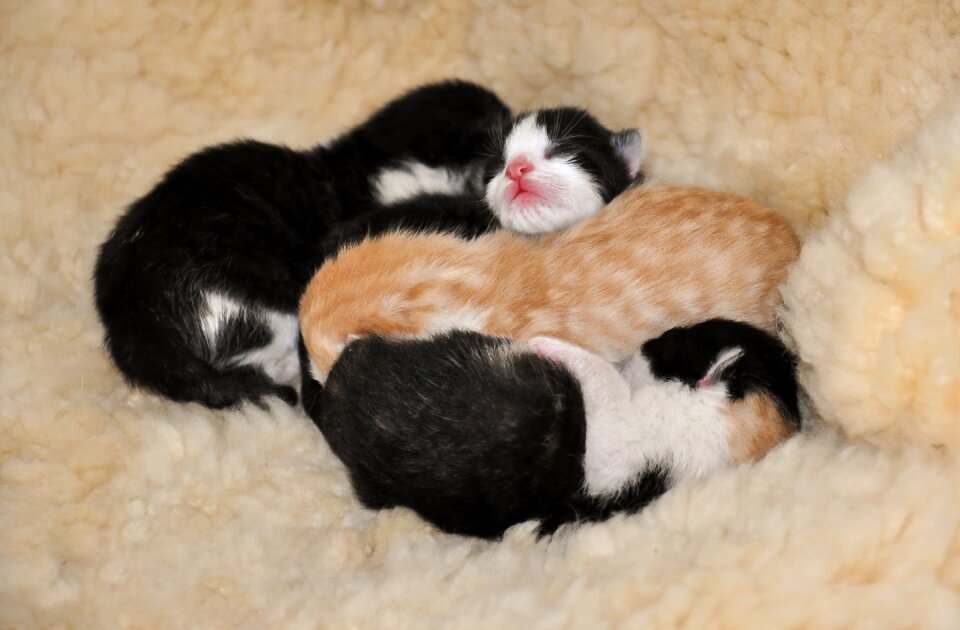 Young cat animal welfare three coloured