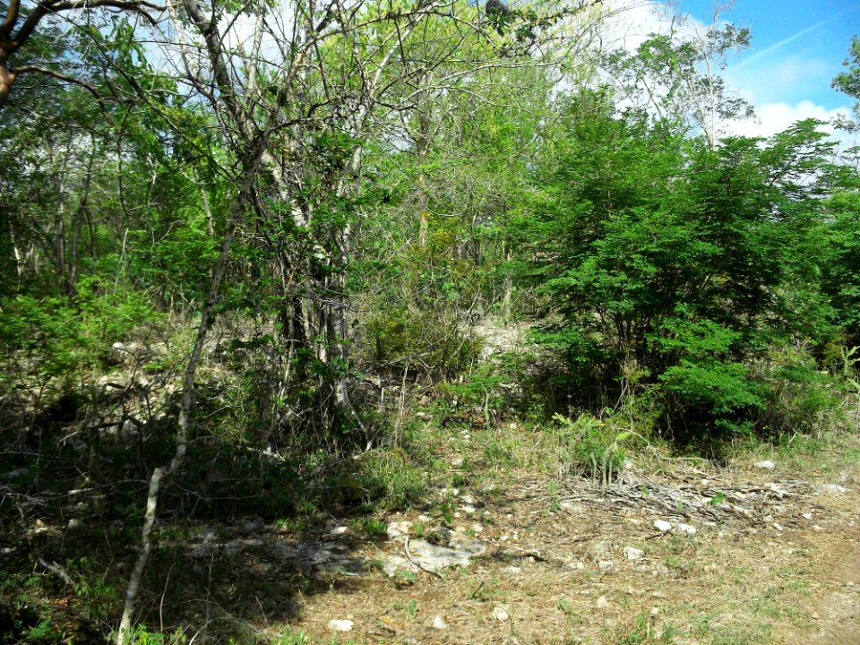 Xtobó, Yucatán (02)