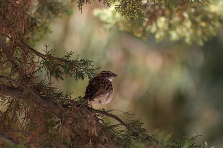Tree outdoors animalia