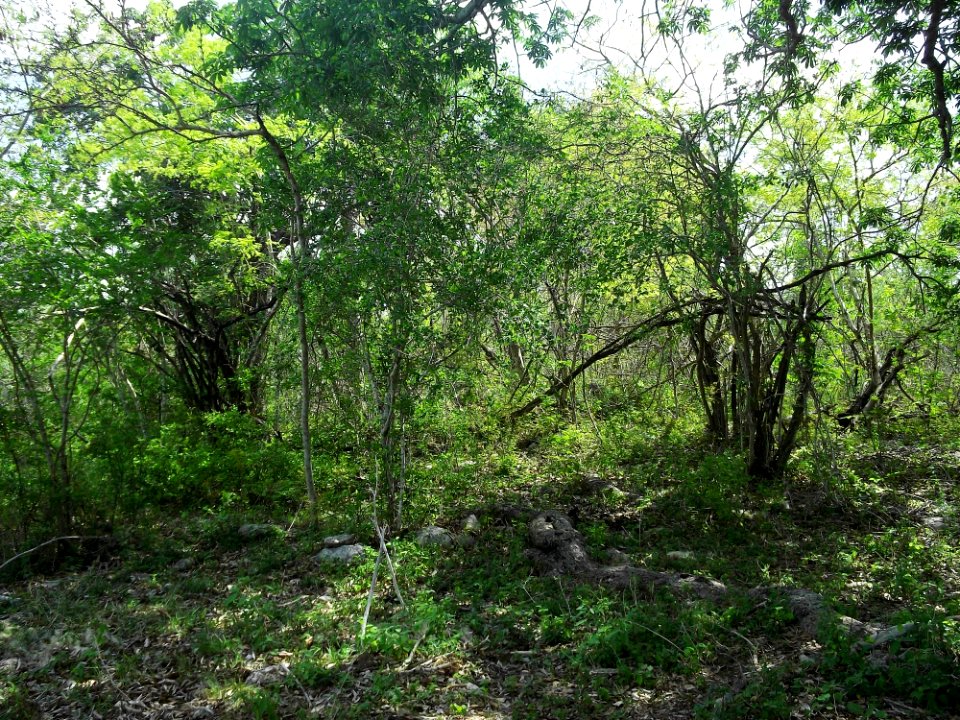 Xtobó, Yucatán (17)