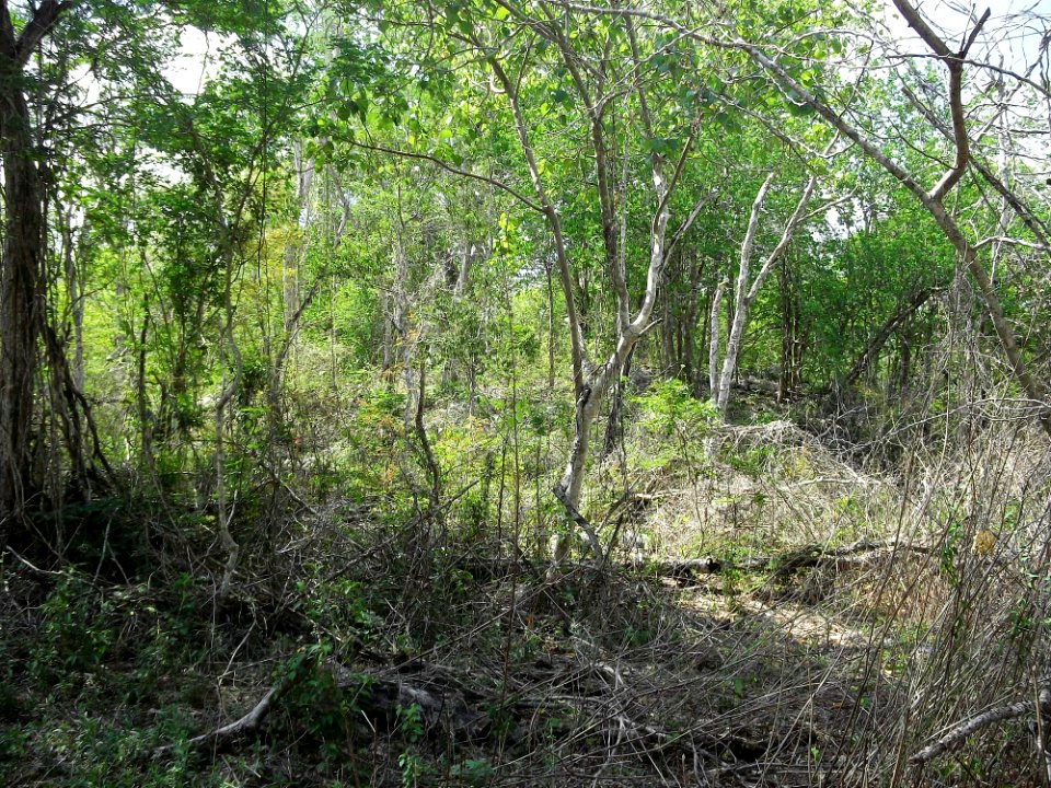 Xtobó, Yucatán (13)