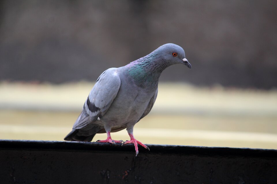 Columba looking for food bird