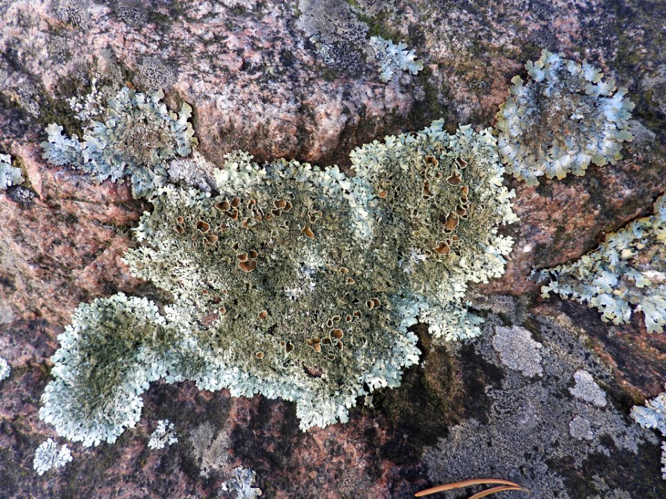 Xanthoparmelia conspersa 101715638