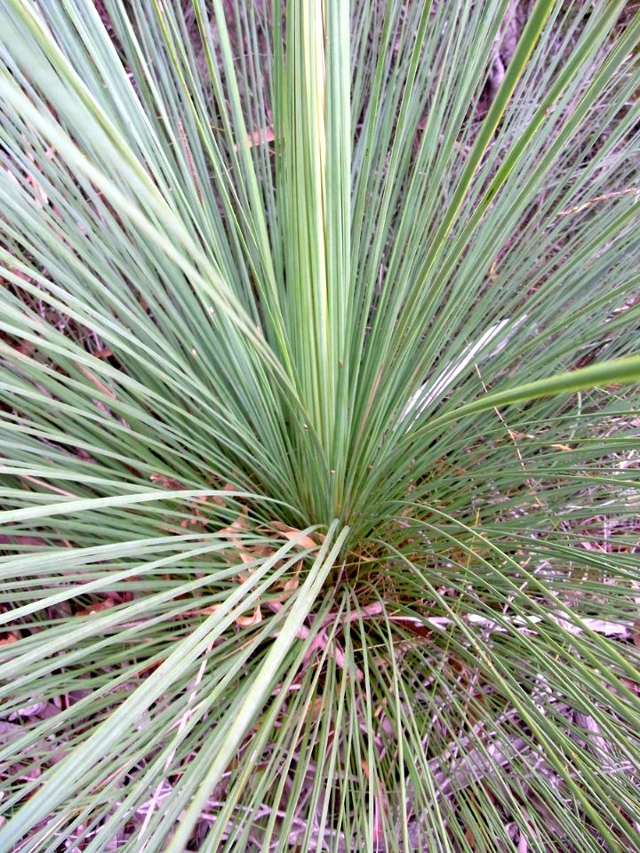 Xanthorrhoea Ku-ring-gai Chase National Park5