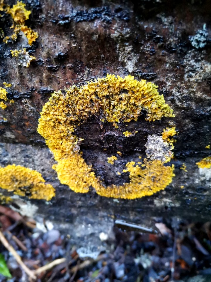 Xanthoria parietina 107905148