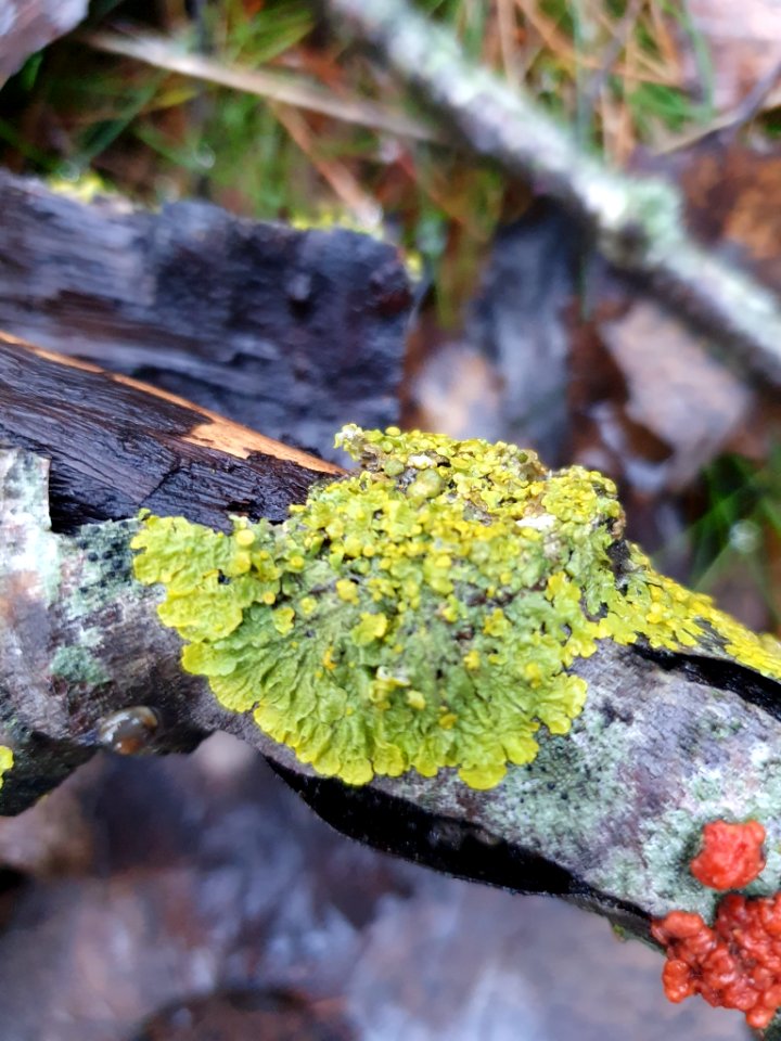 Xanthoria parietina 105665302