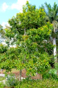 Xanthostemon chrysanthus - Mounts Botanical Garden - Palm Beach County, Florida - DSC03841