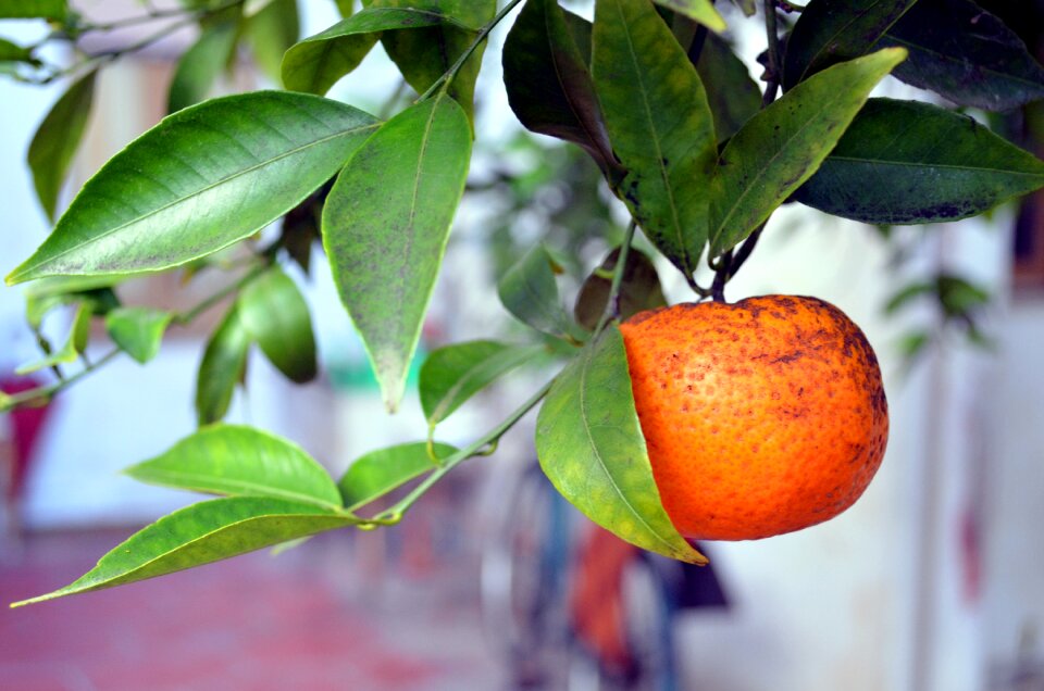 Tangerine fruit garden