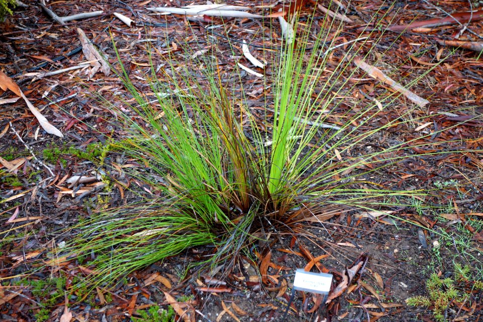 Xanthorrhoea fulva - UC Santa Cruz Arboretum - DSC07356