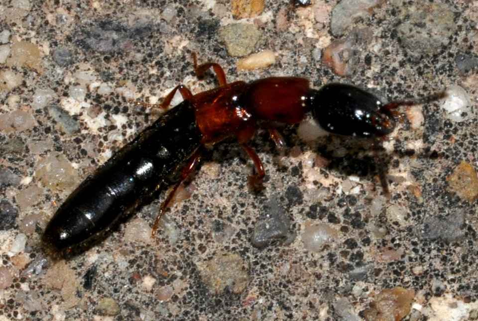 Xantholinus-tricolor-03-fws