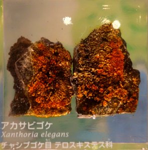 Xanthoria elegans - National Museum of Nature and Science, Tokyo - DSC07576 photo