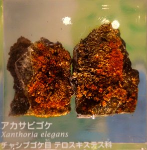 Xanthoria elegans - National Museum of Nature and Science, Tokyo - DSC07576
