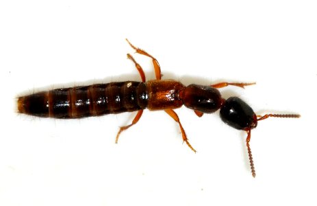 Xantholinus-tricolor-07-fws